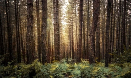 ¿Unique Pink & Green Collagen son productos sostenibles?