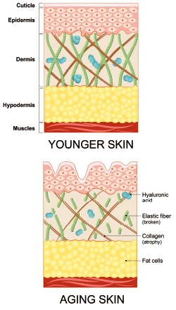 peau jeune | collagène rose unique